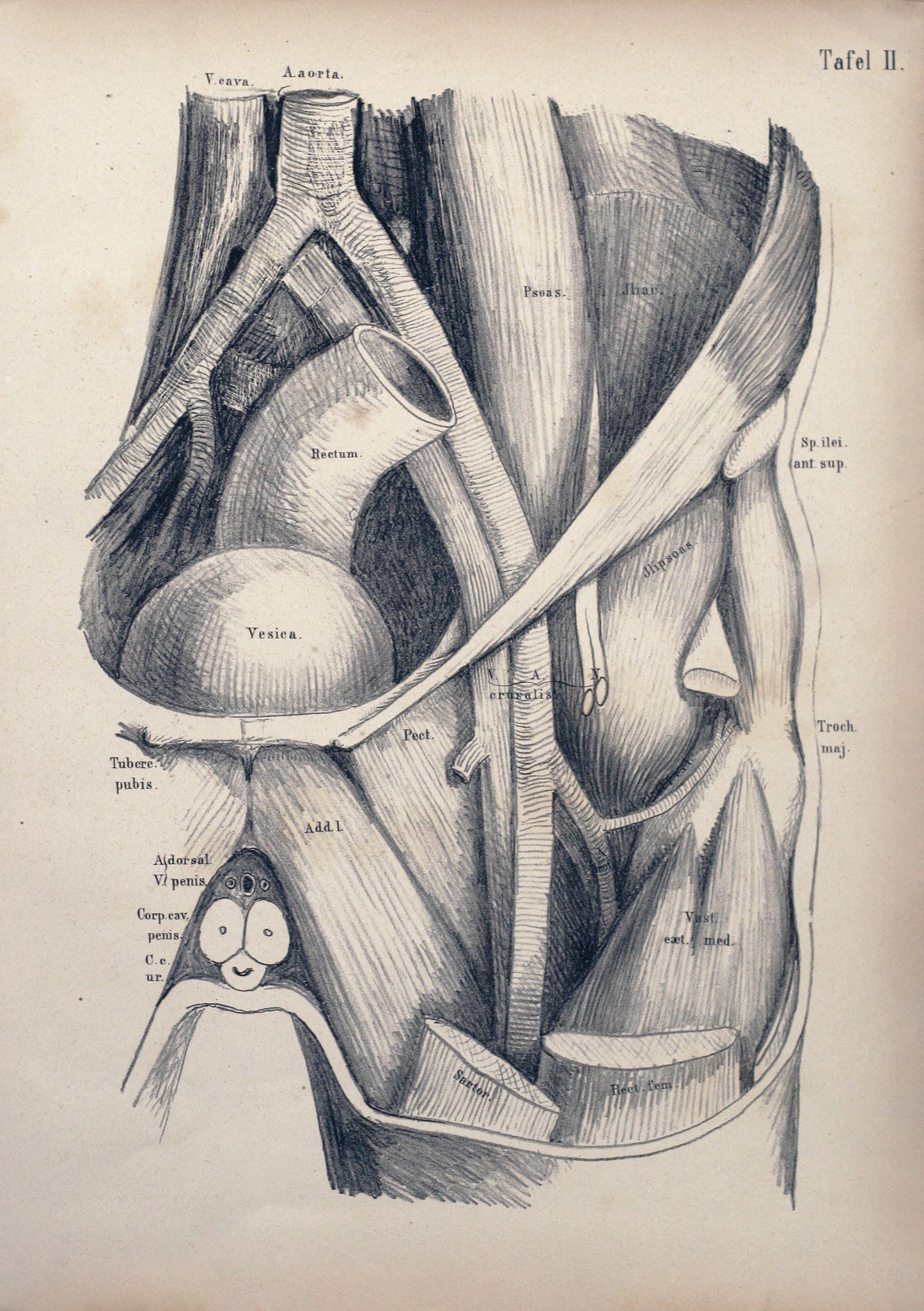 Plate II - Abdominal Cavity