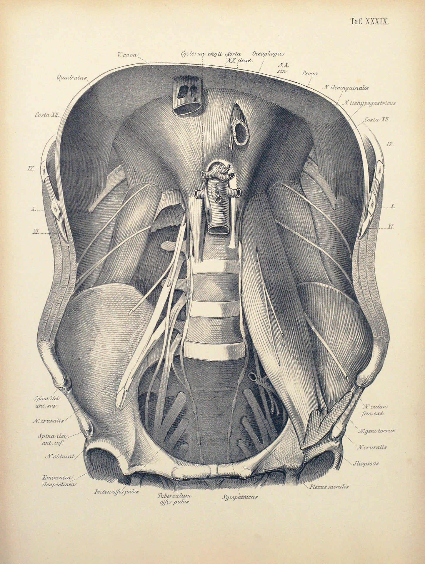 Tafel XXXIX - Bauchhöhle