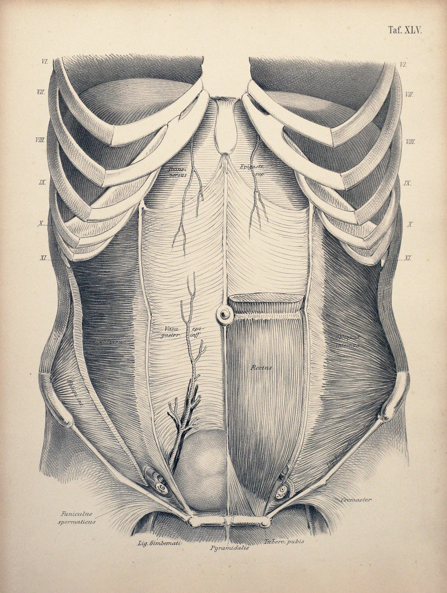 Plate XLV - Anterior abdominal wall