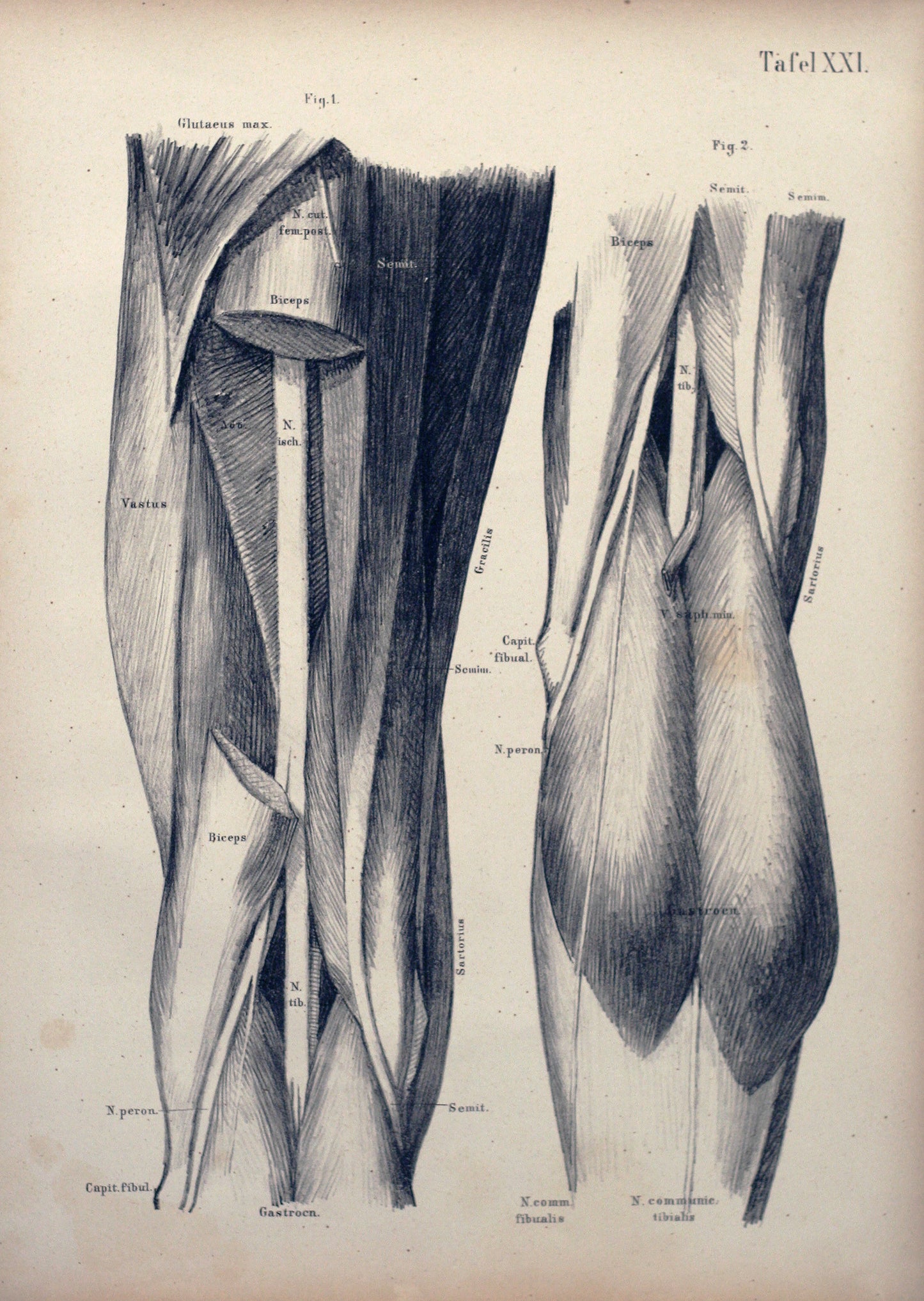 Panel XXL - thighs and knees from behind