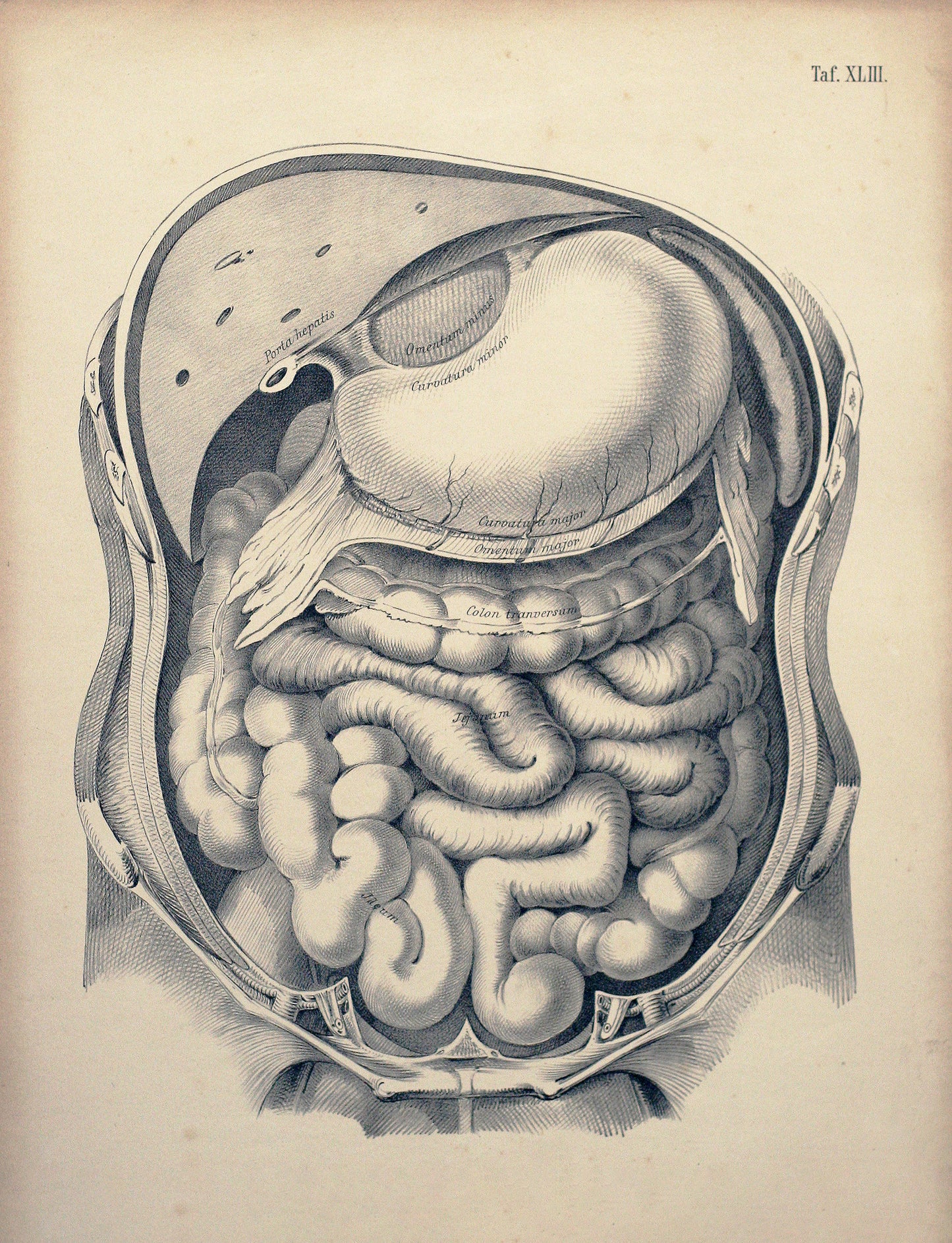 Plate XLIII— Abdominal Cavity