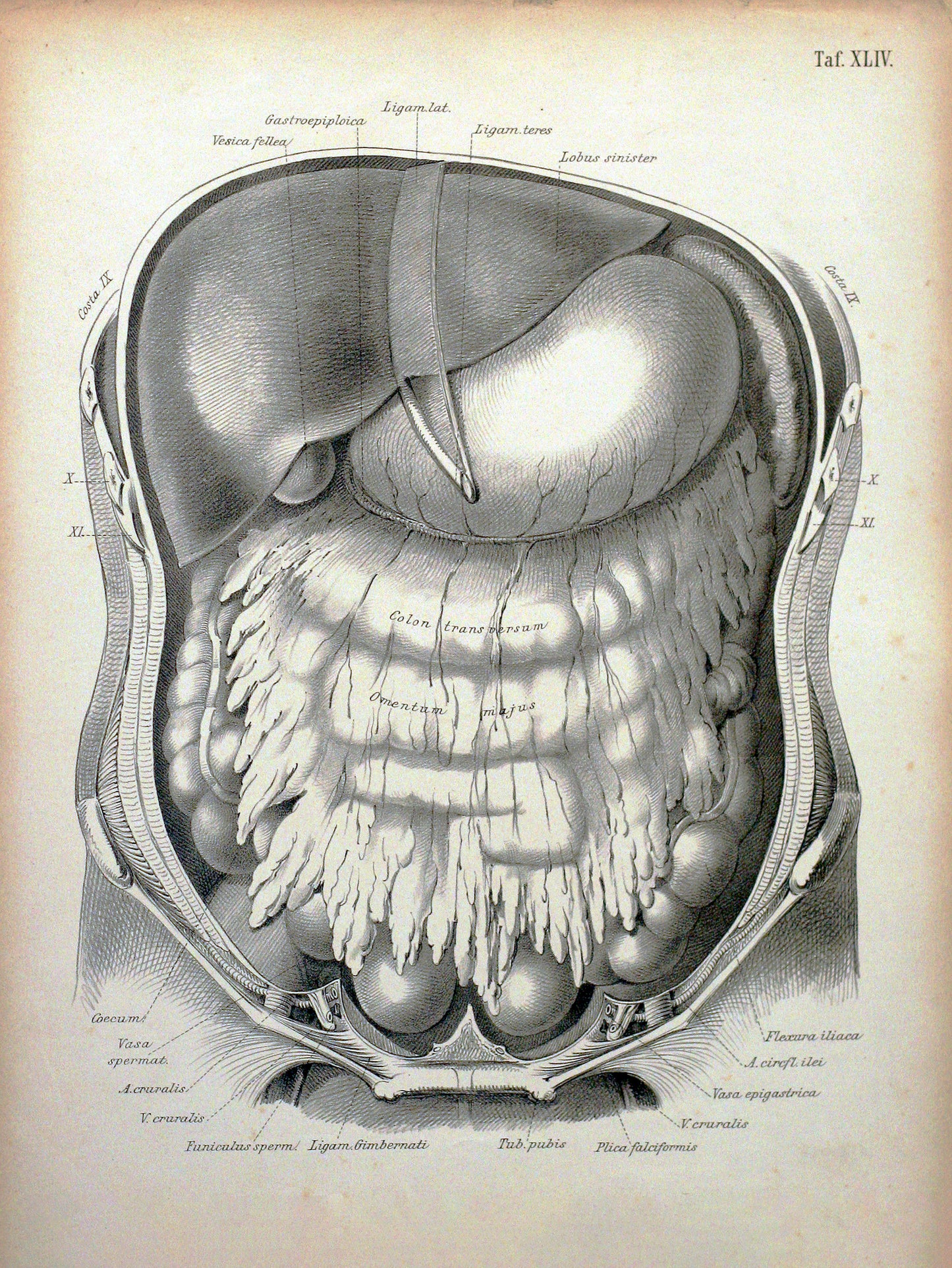 Plate XLIV - Anterior abdominal wall