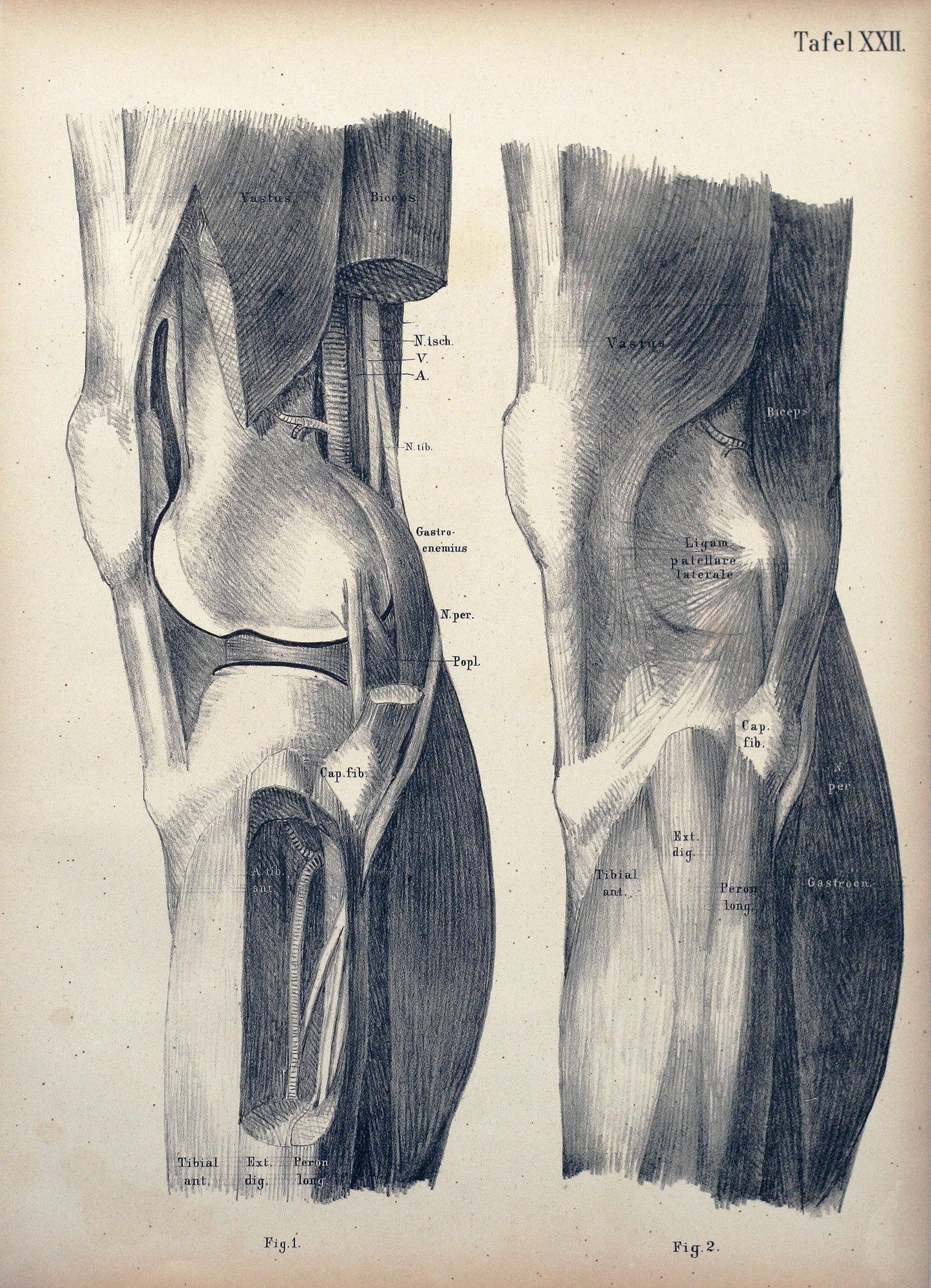 Plate XXII - Thighs and knees from behind
