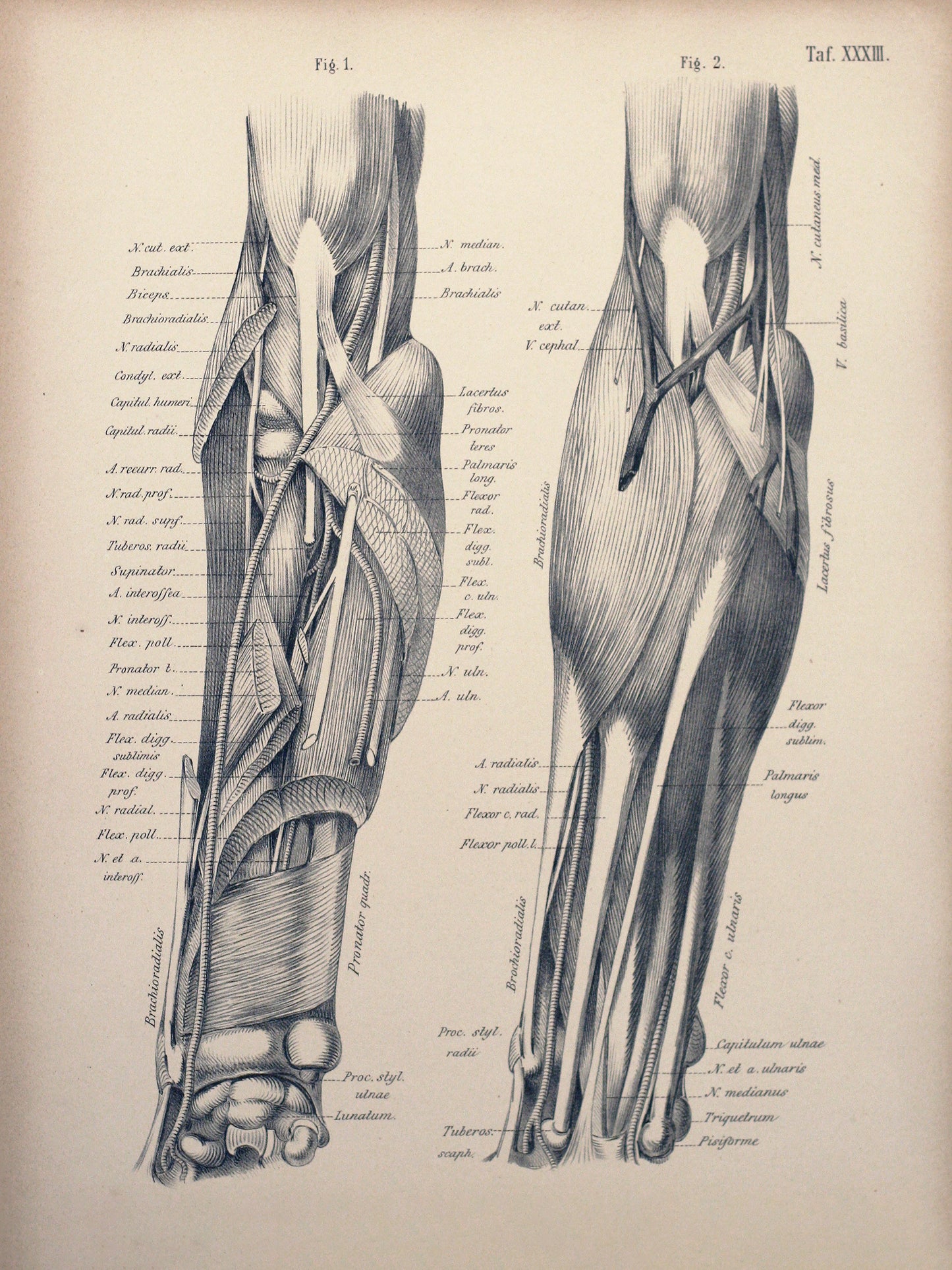 Plate XXXIII - Knees and lower legs from behind
