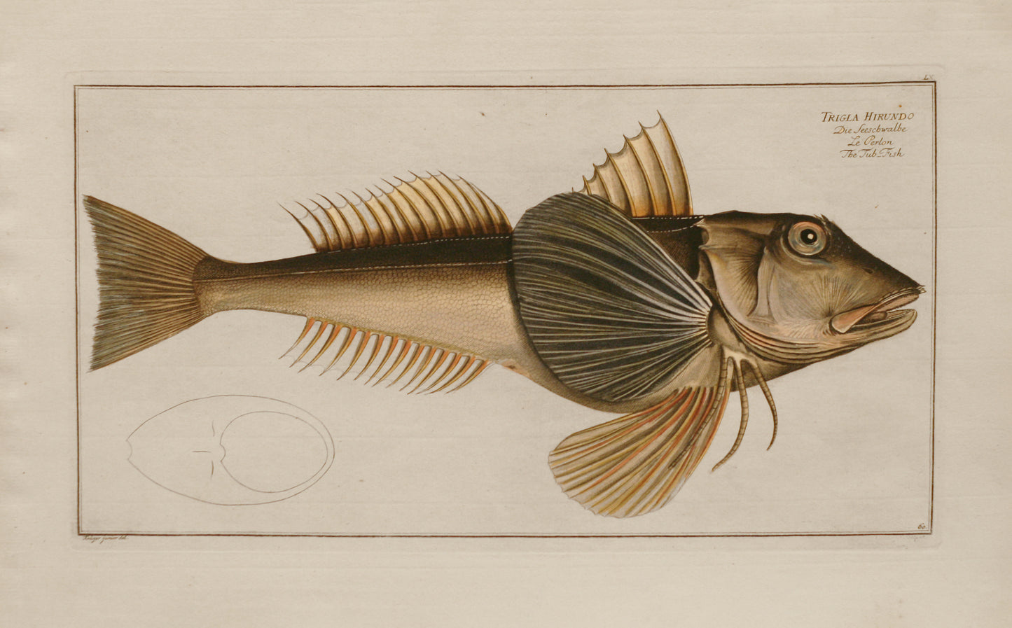 LX - Trigla Hirundo (The Sea Swallow)