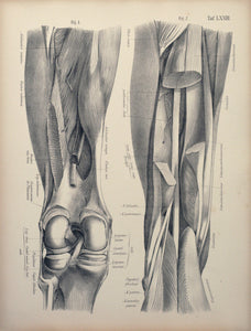 Tafel LXXIII - Oberschenkel und Knie von hinten