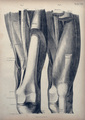 Tafel XVI - Oberschenkel und Knie von hinten