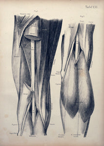 Tafel XXL - Oberschenkel und Knie von hinten