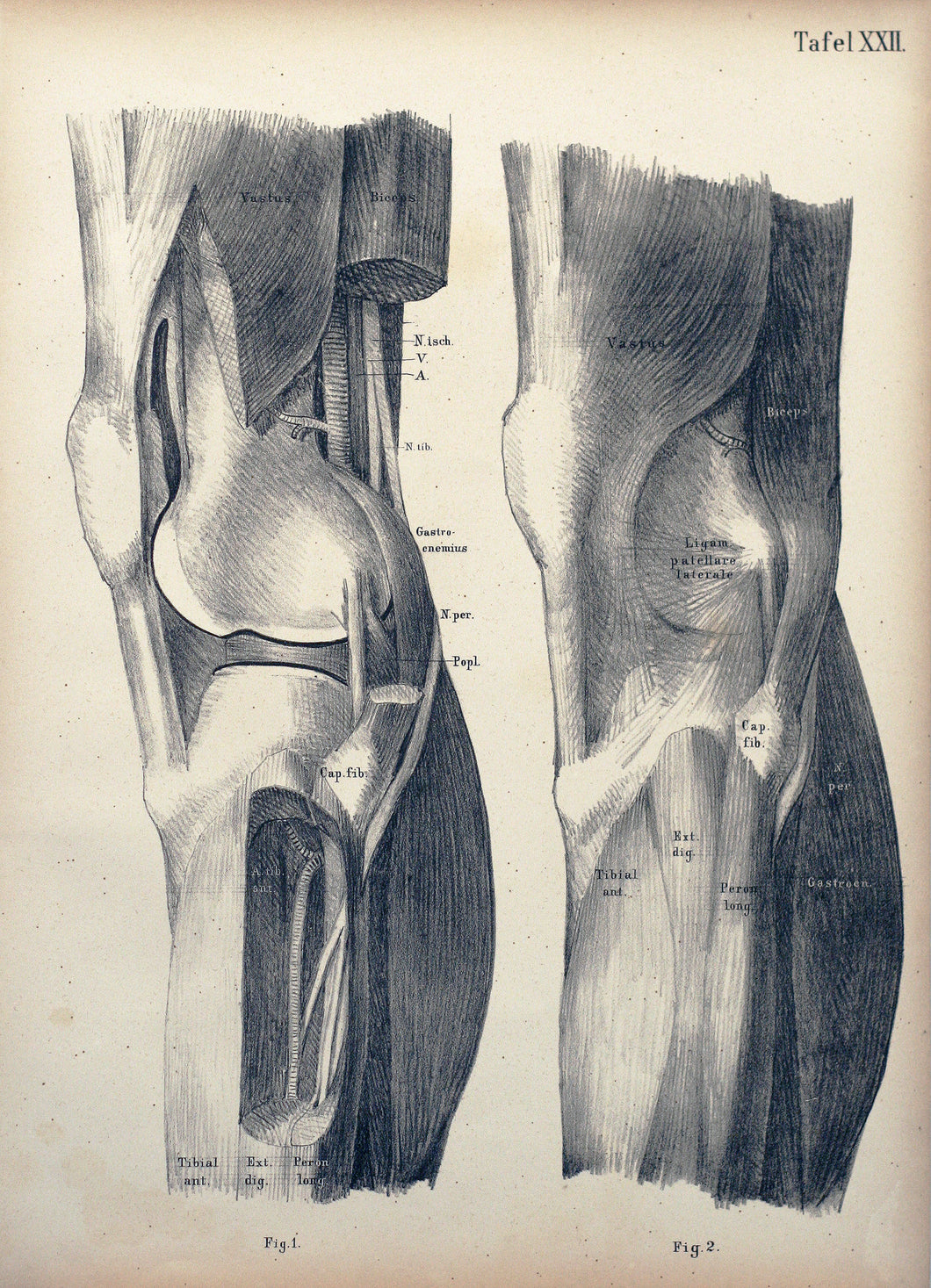 Tafel XXII - Oberschenkel und Knie von hinten