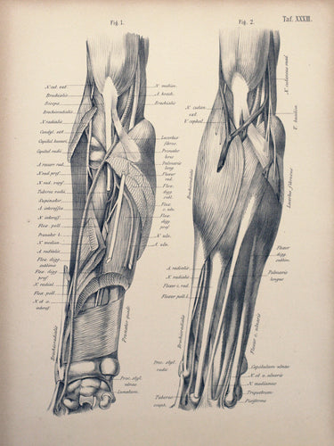 Tafel XXXIII - Knie und Unterschenkel von hinten