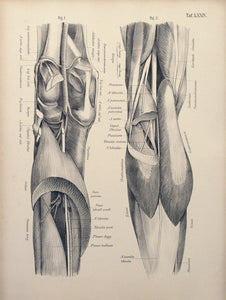 Tafel LXXIV - Knie und Unterschenkel von hinten