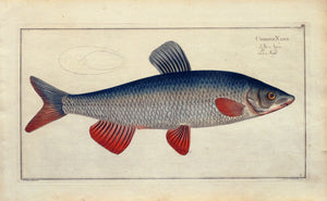 Fisch Kupferstich