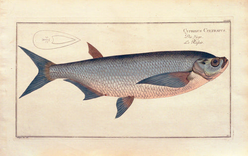 Kupferstich Fisch